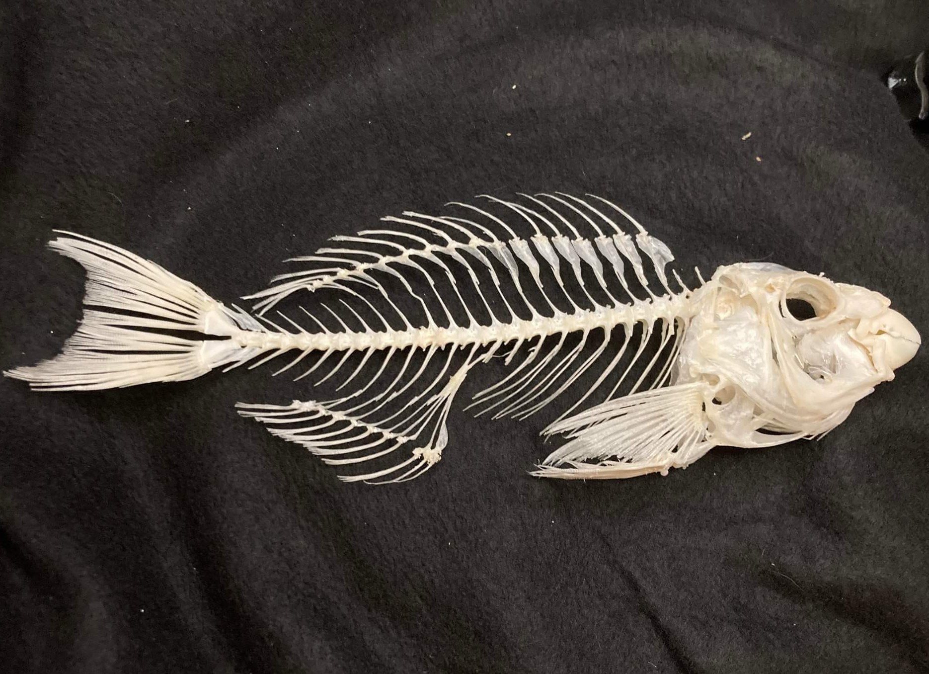 Parrotfish Skeleton #00335 - Craniates Curiosites: Oddity Sales and  Restoration