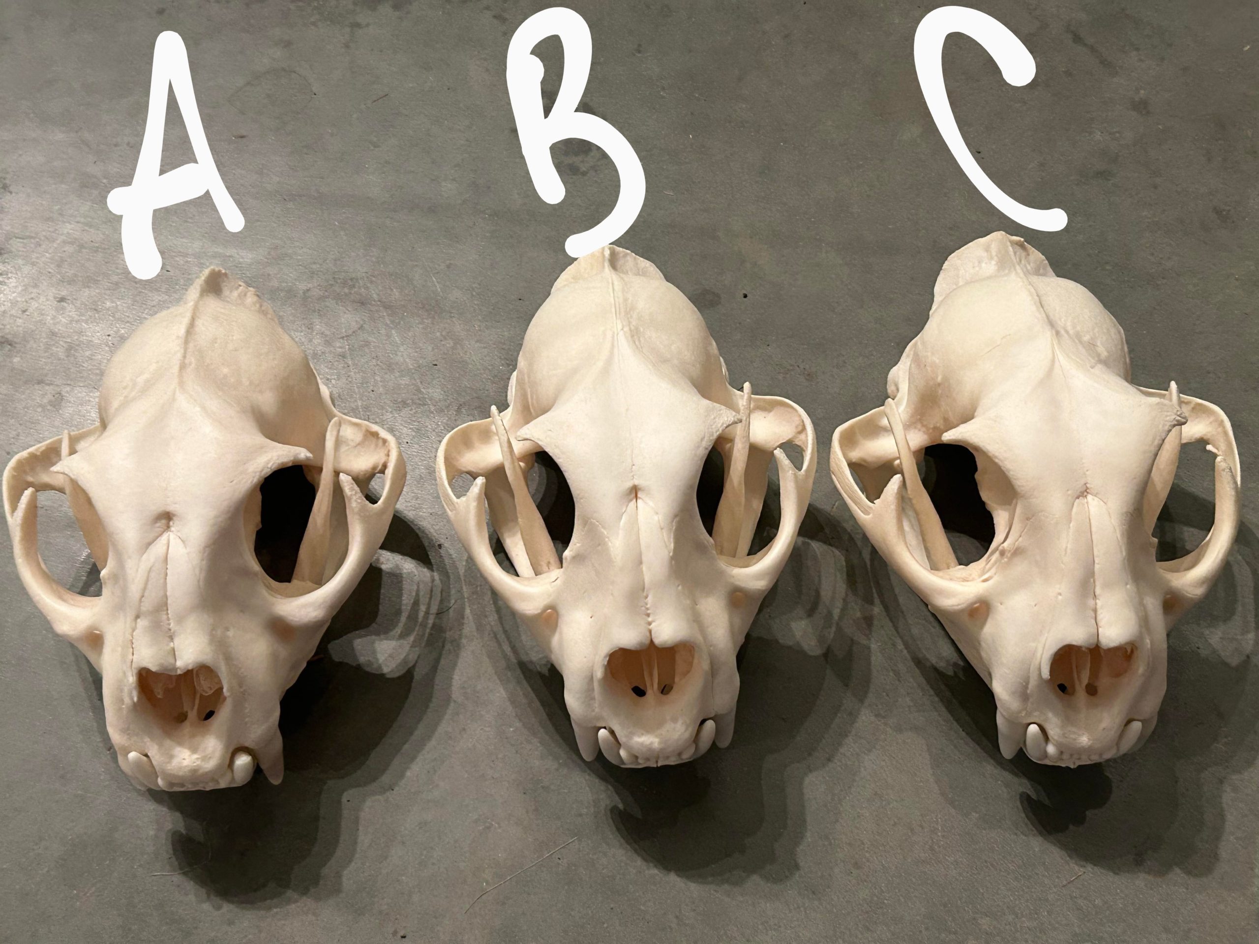 Cougar Skulls #00571 - Craniates Curiosites: Oddity Sales and 
