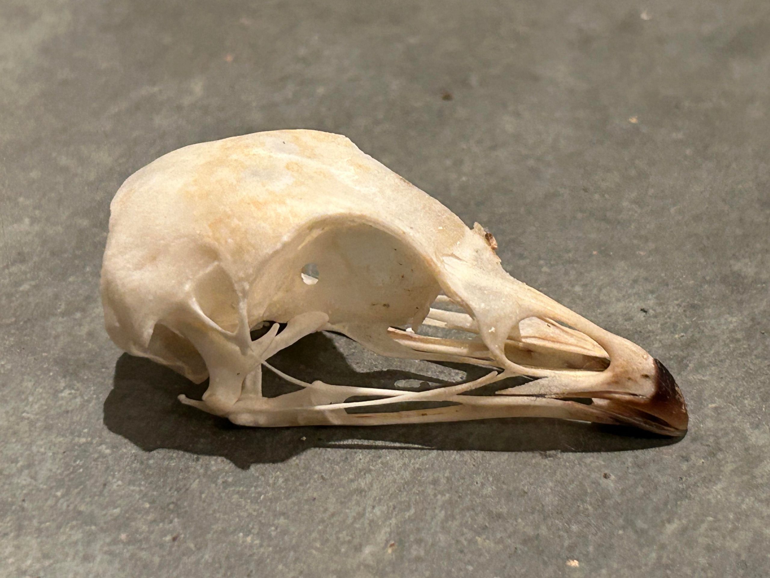 Spruce Grouse Skull #00651 - Craniates Curiosites: Oddity