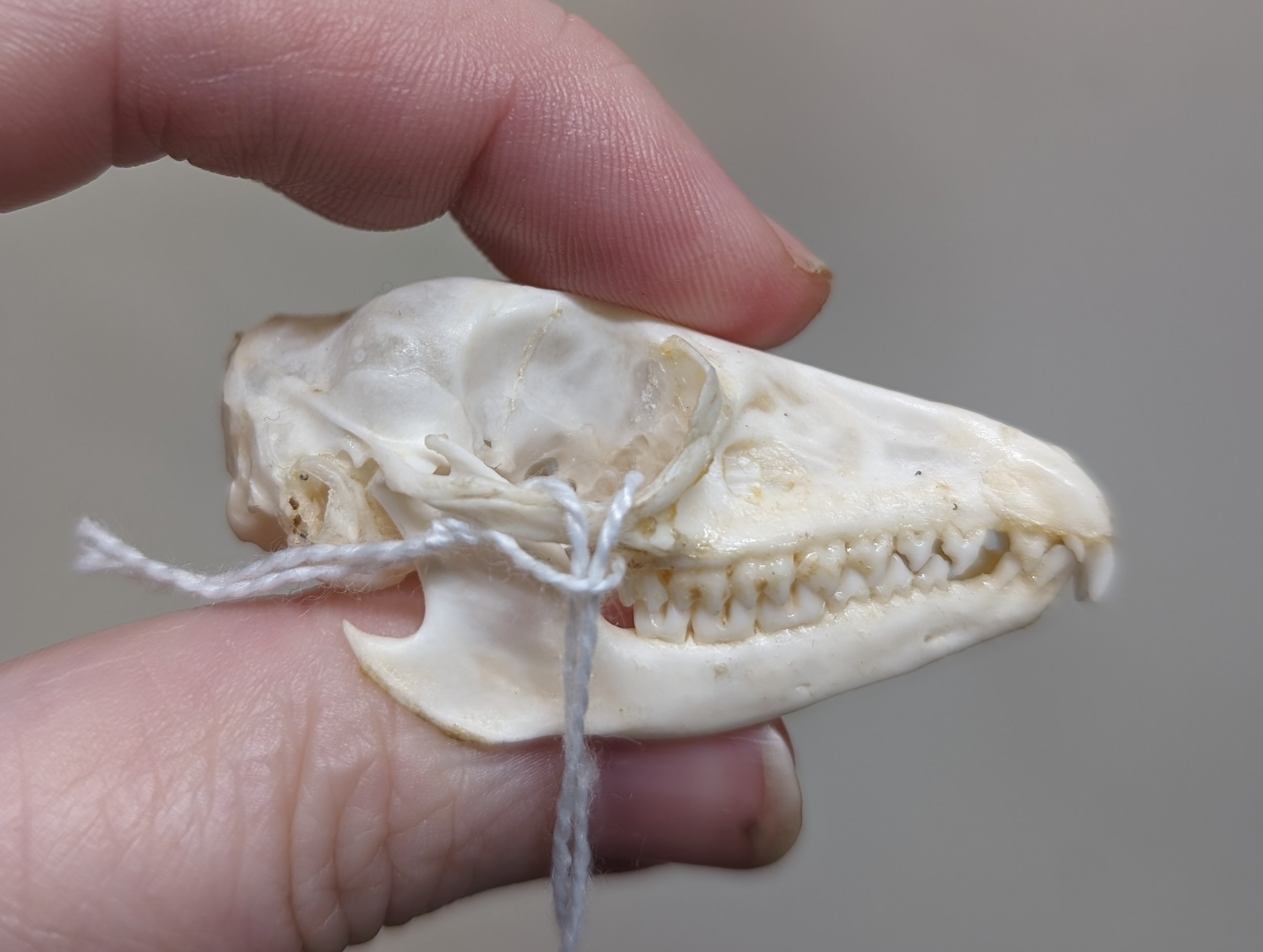 Four Toed Elephant Shrew Skull 00966 Craniates Curiosites Oddity