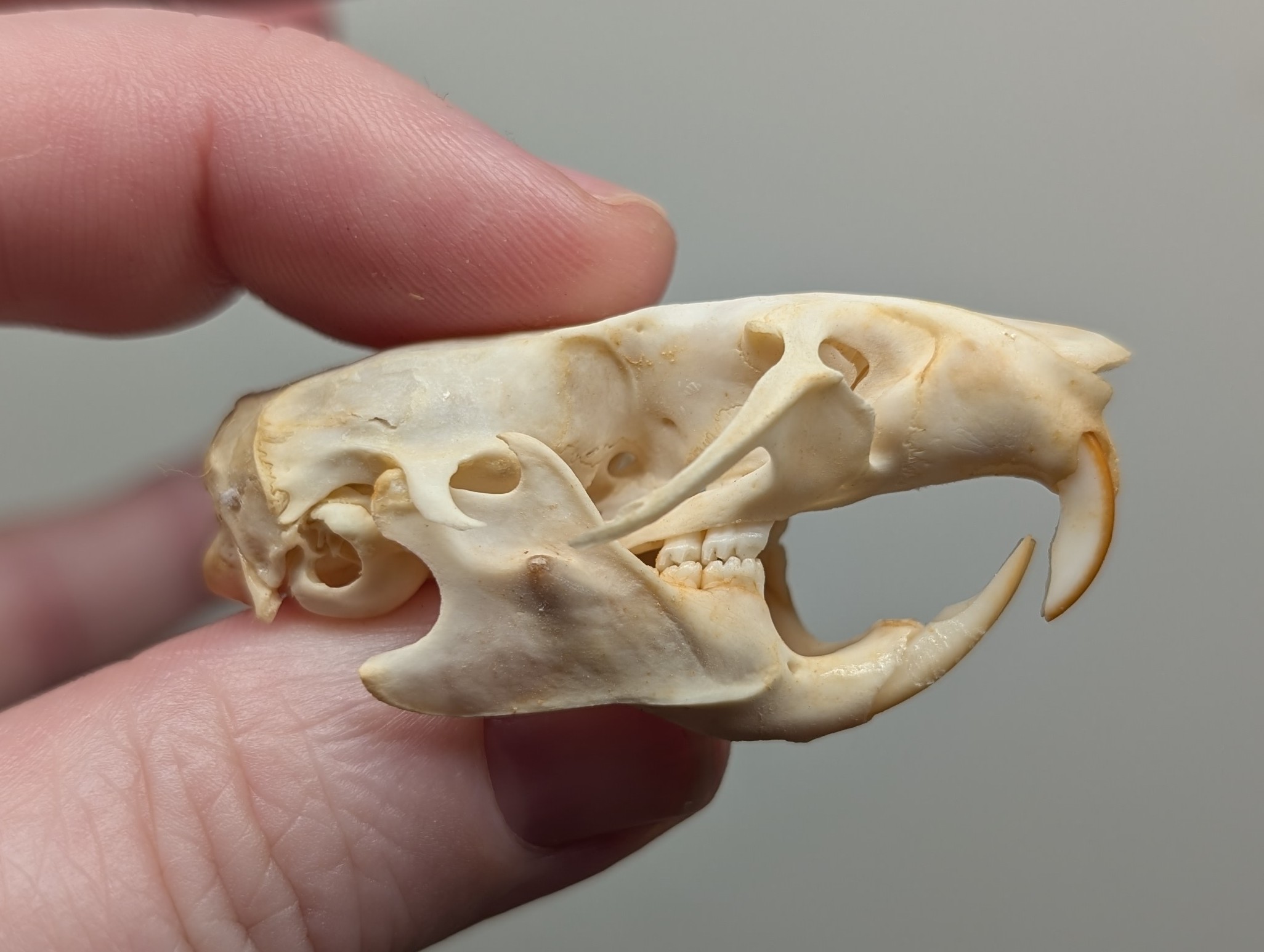 Black Rat Skull #01209 - Craniates Curiosites: Oddity Sales and