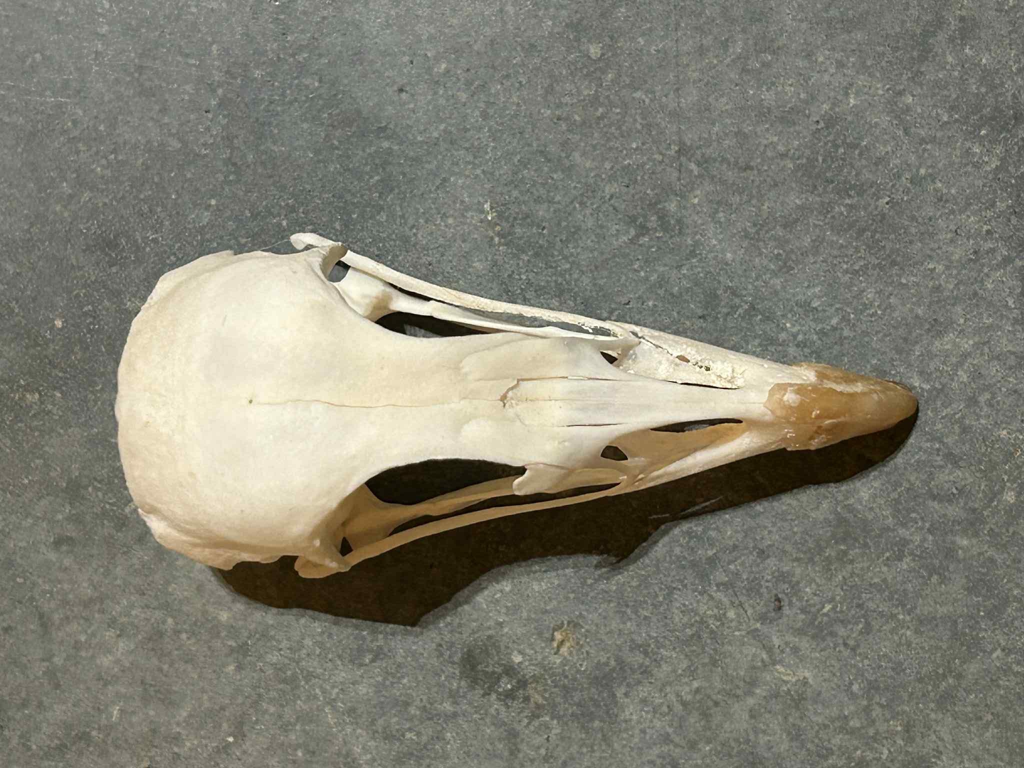 バーベキュー・調理用品 yabai DEATH skull MOUNCOL Domestic Japanese Quail Skull #01289 - Craniates Curiosites