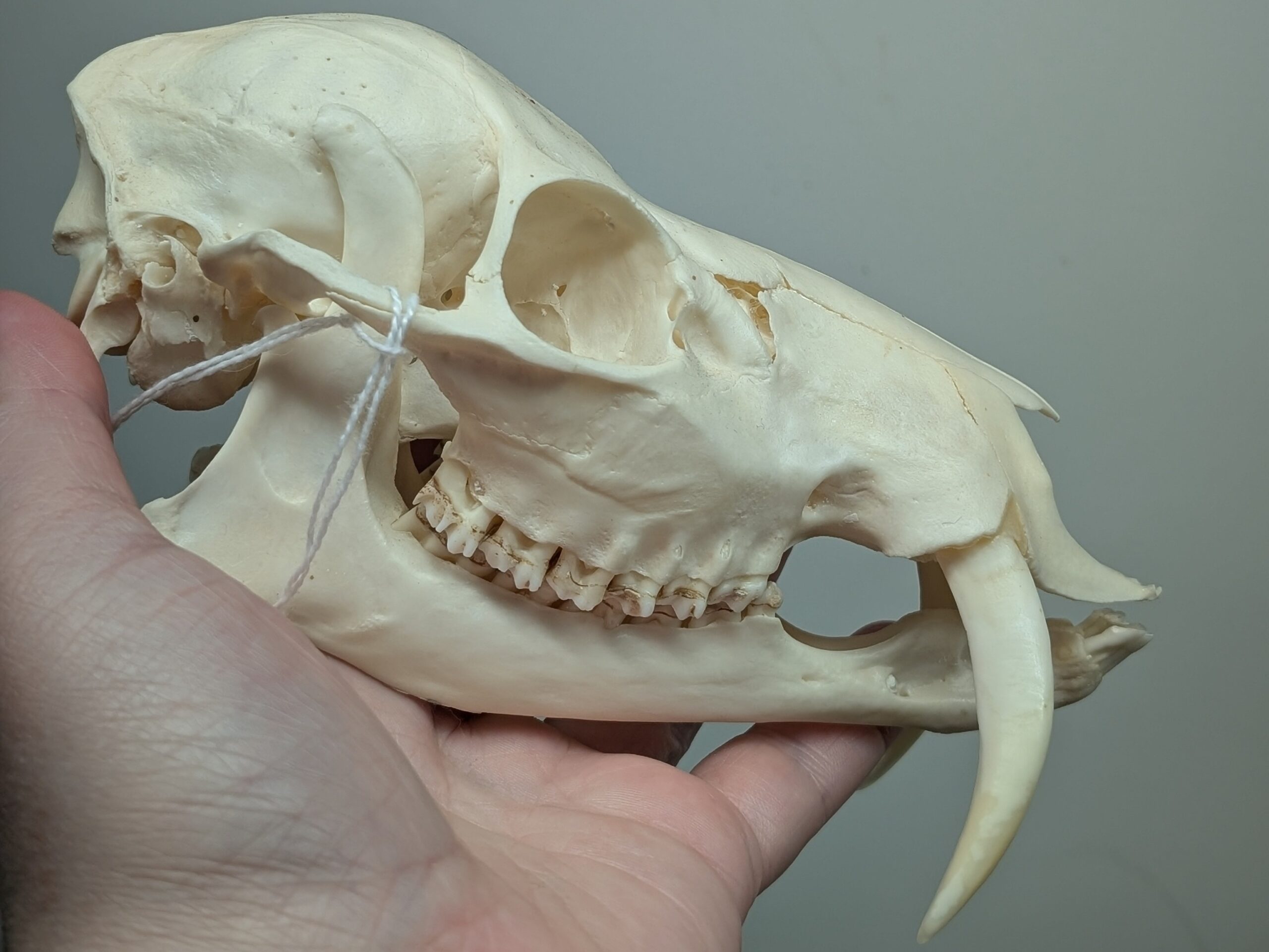 Water Deer Skull #01348 - Craniates Curiosites: Oddity Sales and