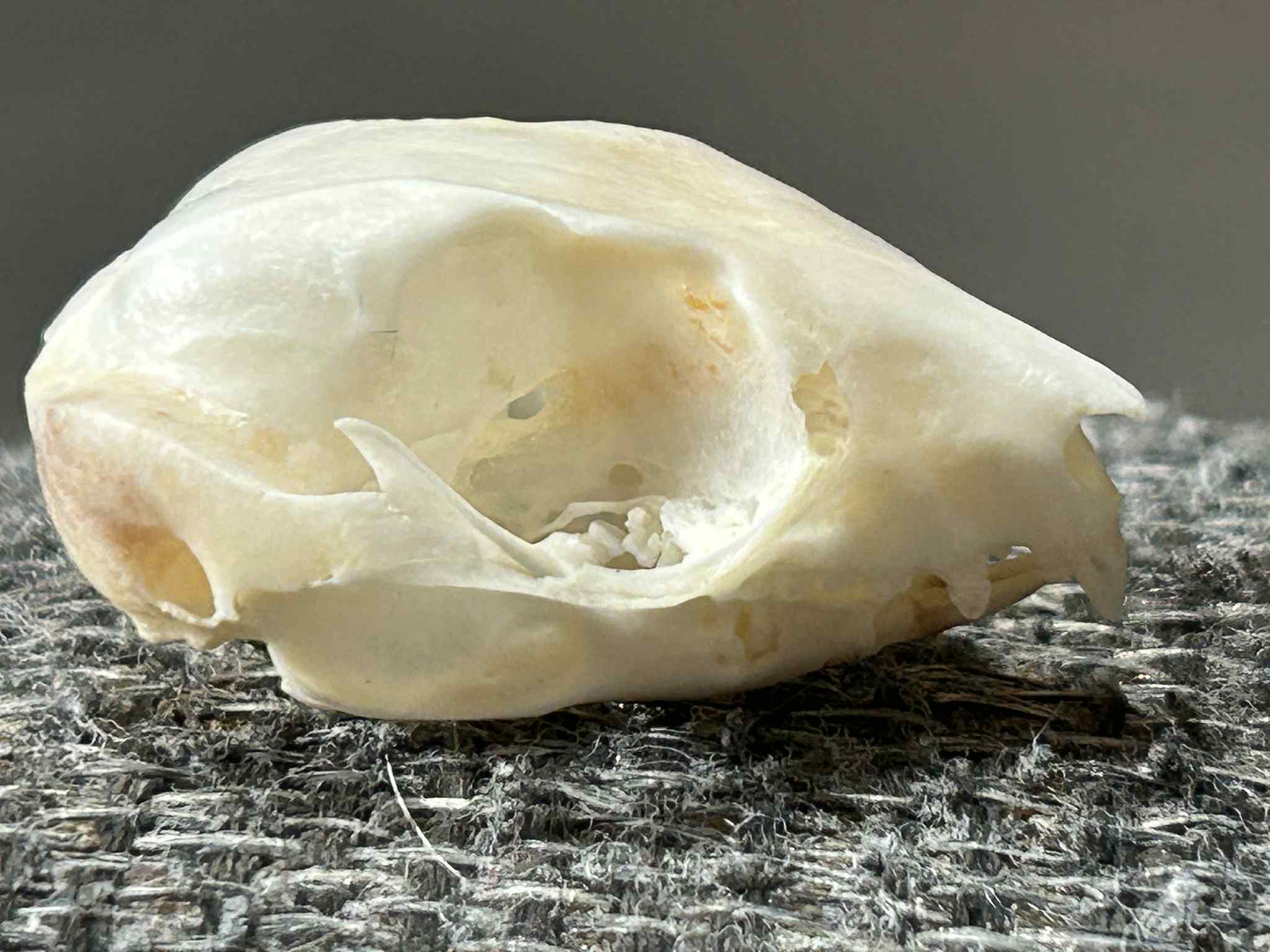 Sugar Glider Skull #01361 - Craniates Curiosites: Oddity Sales and