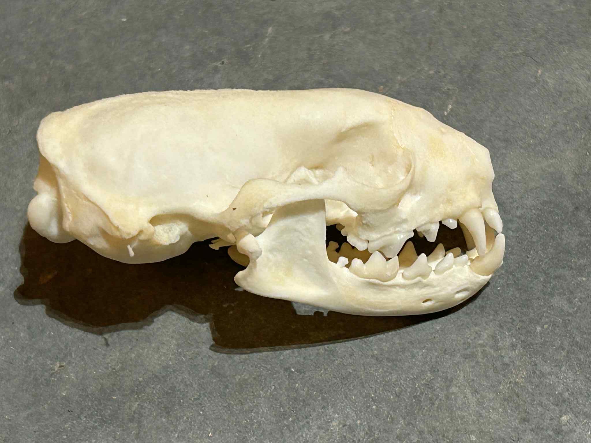 Domestic Ferret Skull #01396 - Craniates Curiosites: Oddity Sales