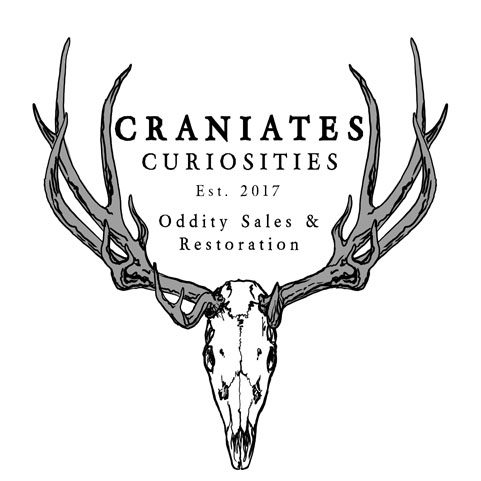 Craniates Curiosites: Oddity Sales and Restoration