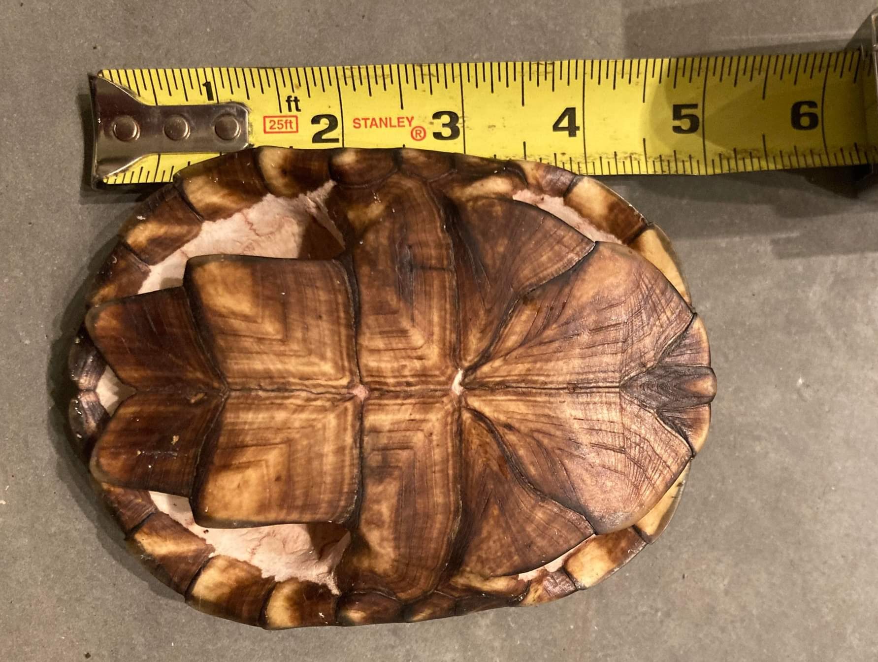 Real Yellow Mud Turtle Shell - Single — Skulls Unlimited