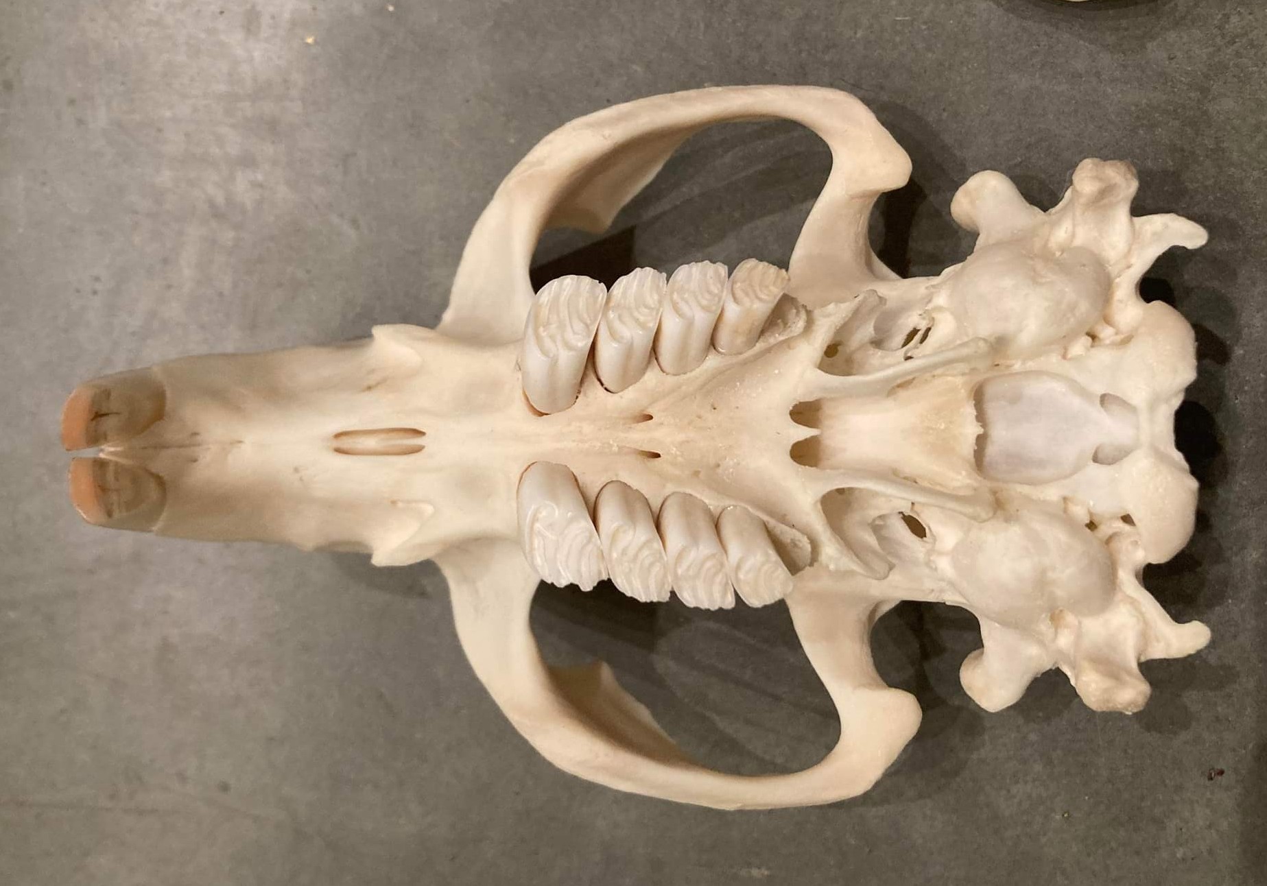 beaver skeleton