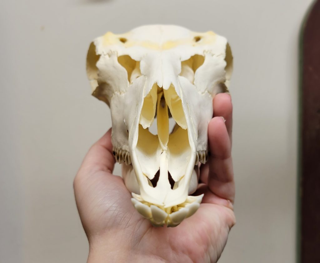 Pronghorn Skull #00392 - Craniates Curiosites: Oddity Sales and Restoration