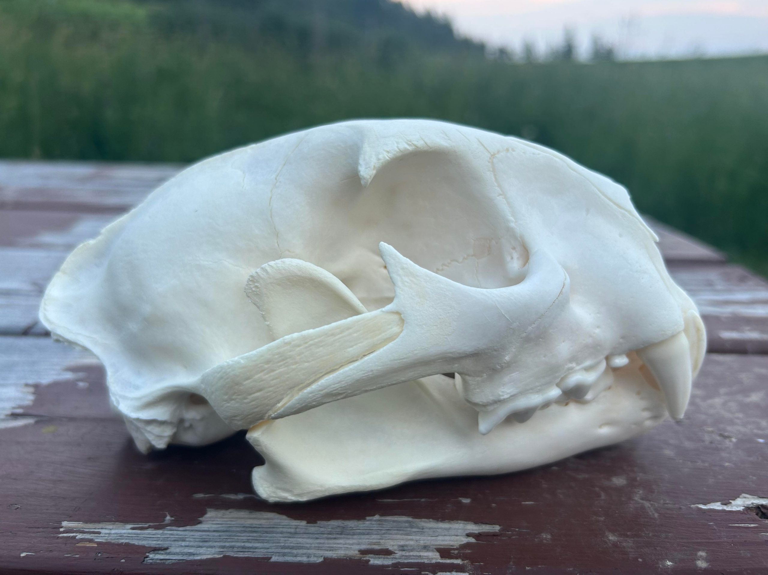 Cougar Skull #00485 - Craniates Curiosites: Oddity Sales and Restoration