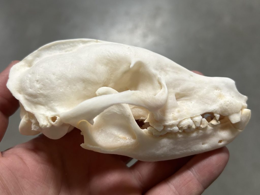 White Nosed Coati Skull 00766 Craniates Curiosites Oddity Sales and Restoration