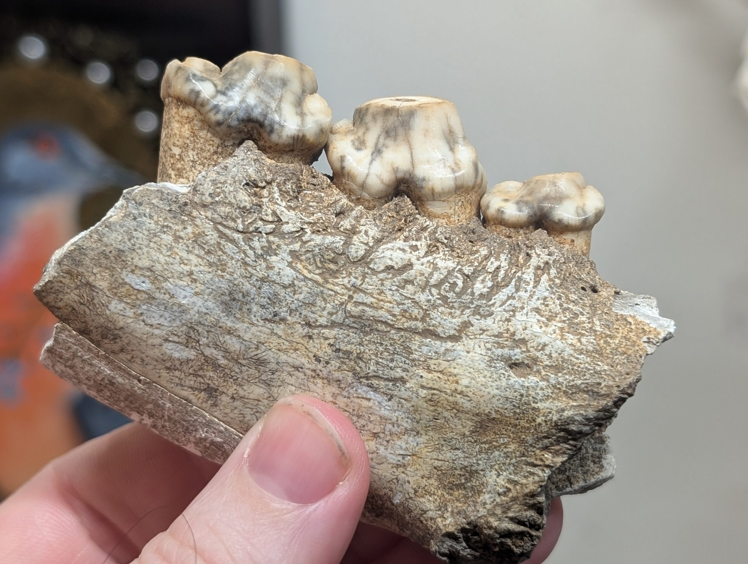 Fossil Cave Hyena Jaw #01133 - Craniates Curiosites: Oddity Sales and ...