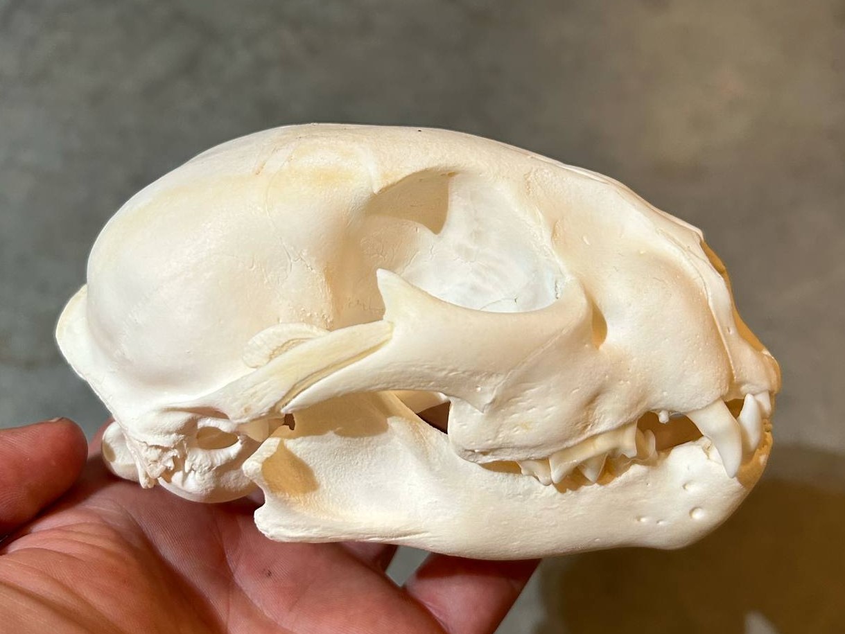 Cougar Skull #01262 - Craniates Curiosites: Oddity Sales and Restoration