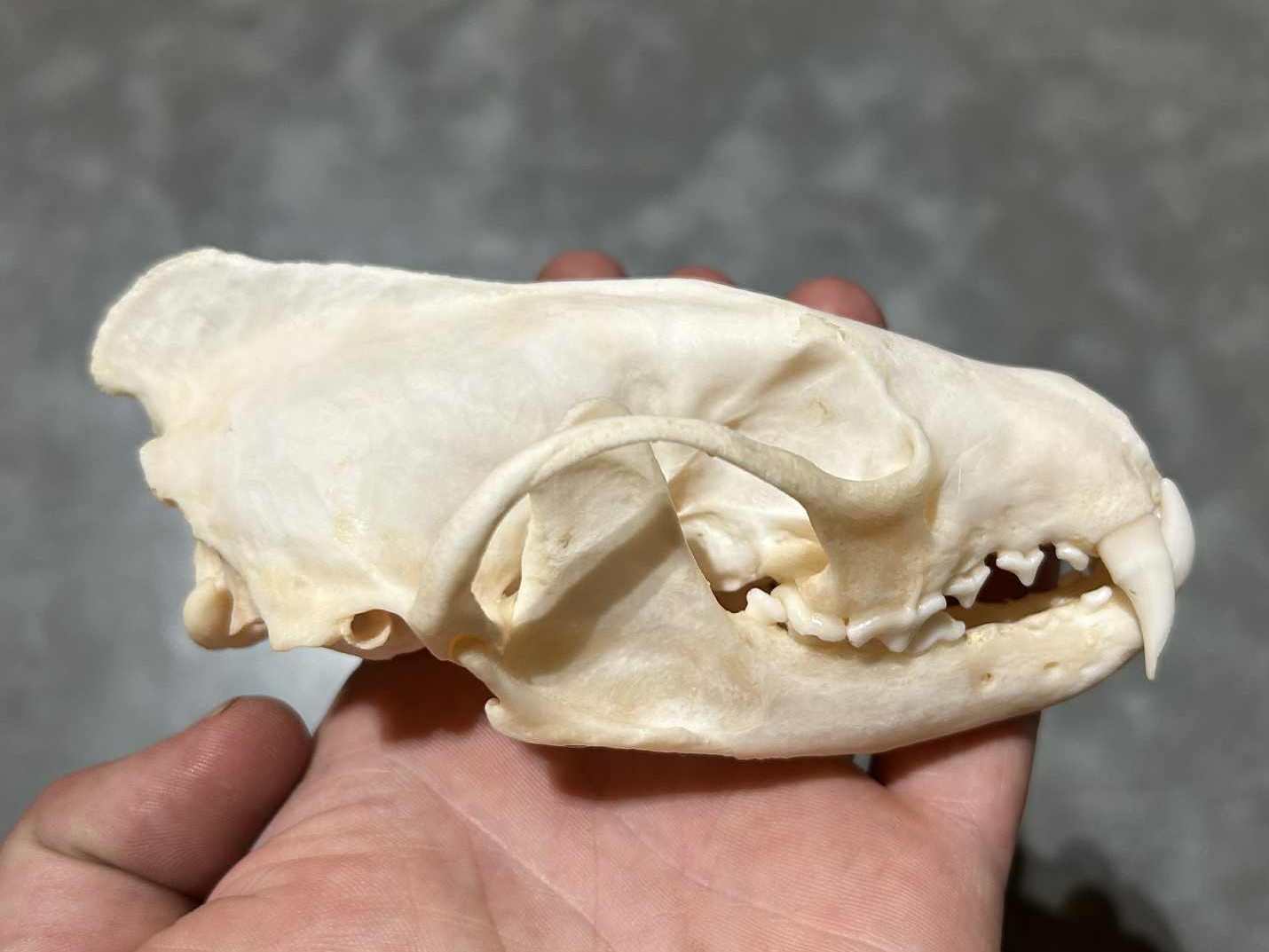 Fisher Skull #01335 - Craniates Curiosites: Oddity Sales and Restoration