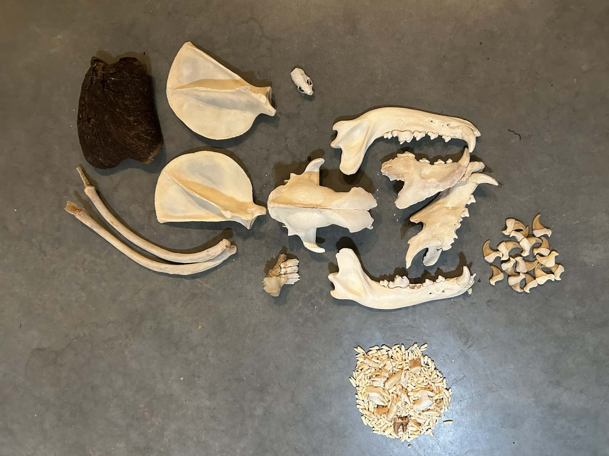 Osteology Insta-Collection 5 #01408 - Craniates Curiosites: Oddity ...