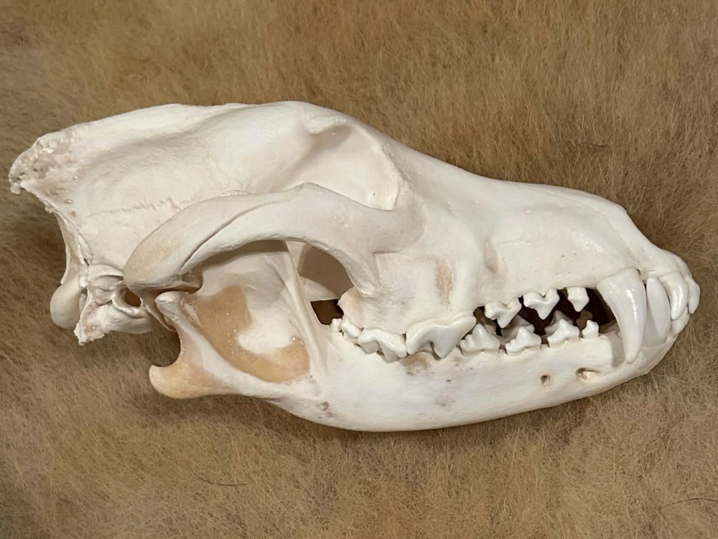 Pathological Gray Wolf Skull #01495 - Craniates Curiosites: Oddity ...
