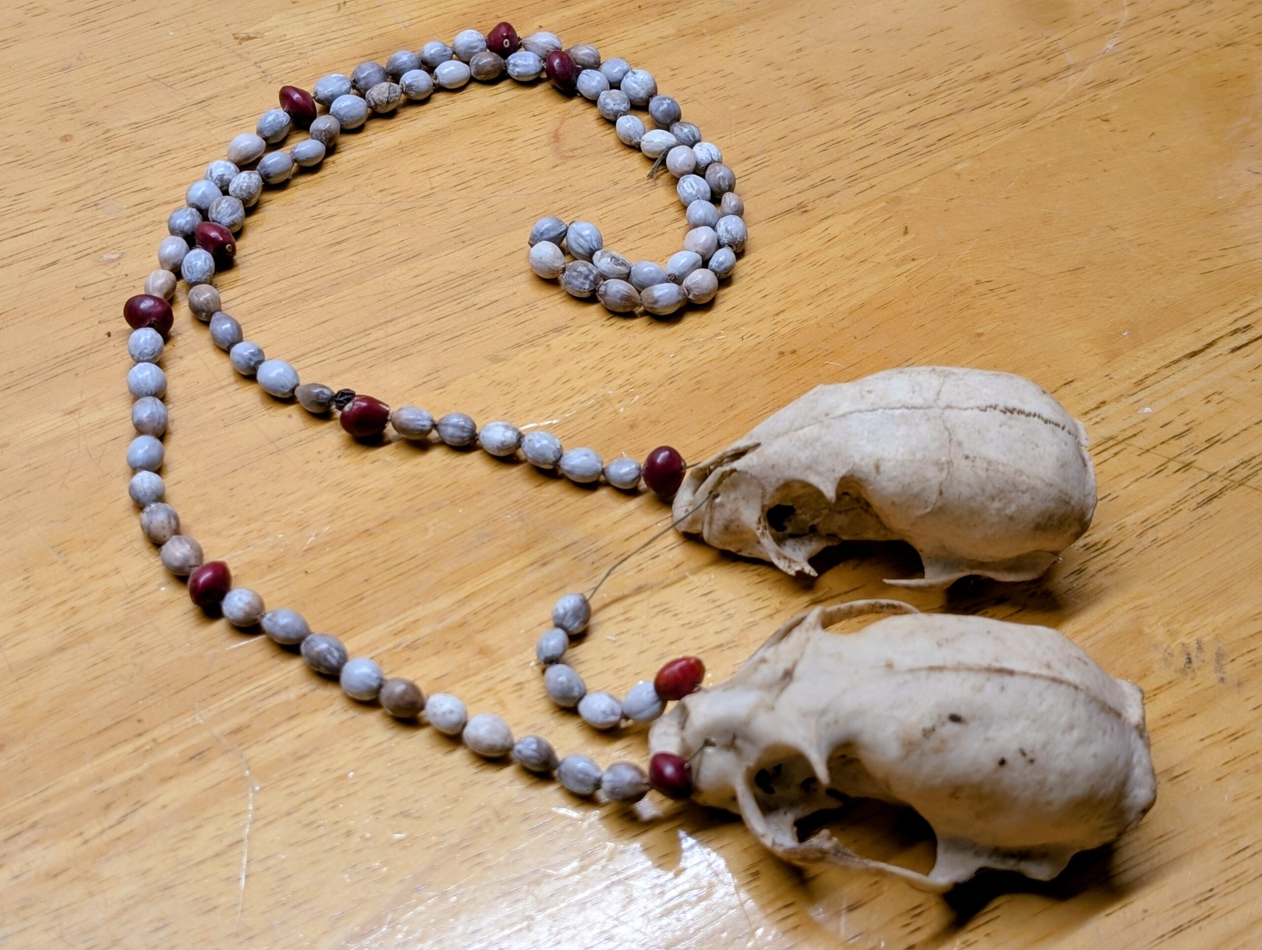 Kinkajou Skull Pair Tribal Necklace #01566 - Craniates Curiosites ...